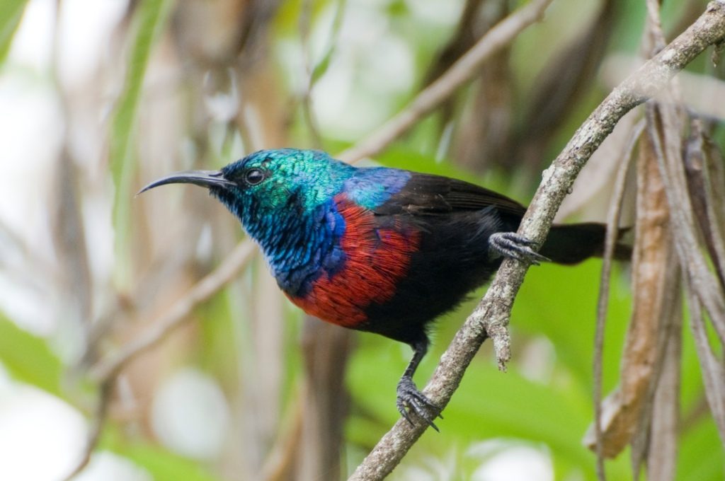 Red-chested bird, one of Mount Elgon bird species. Mount Elgon National Park