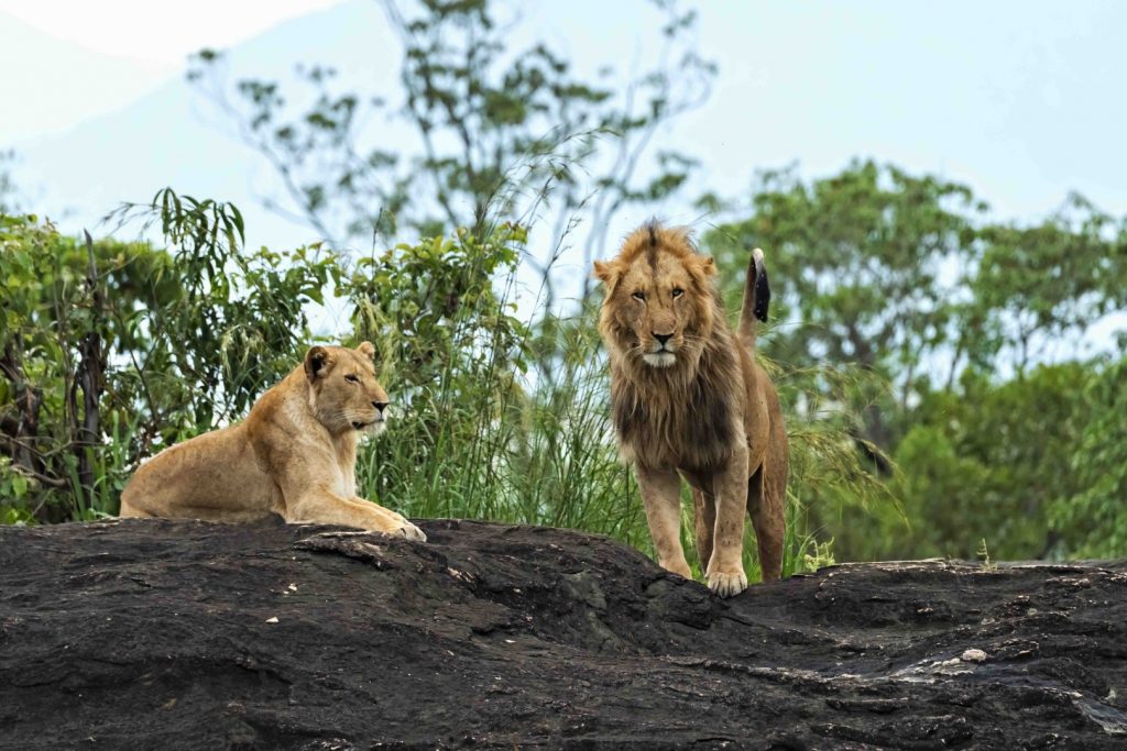 Lions in Kidepo Valley National Park, part of Mount Elgon Murchison Falls and Kidepo Valley tour