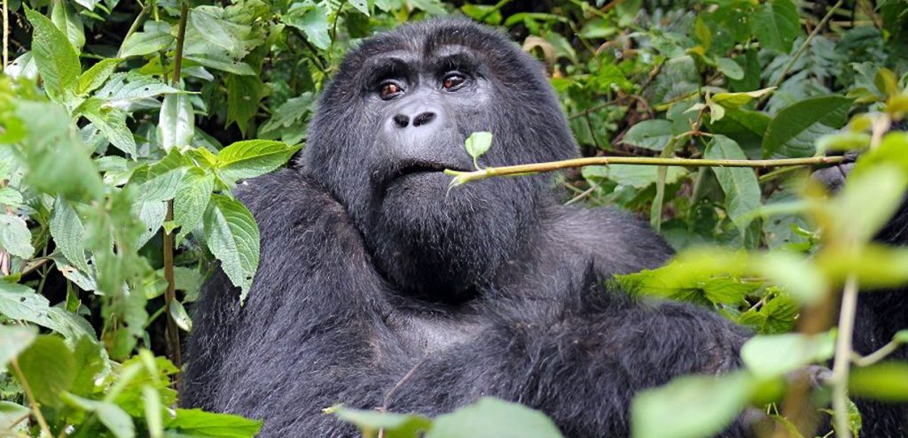 Female mountain gorilla in Bwindi Impenetrable Forest