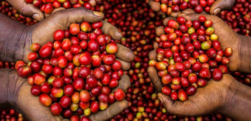 Freshly harvested coffee beans before being dried