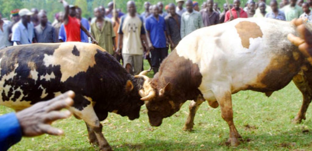 Mbale Bull Fighting Traditions - Inside Mount Elgon National Park