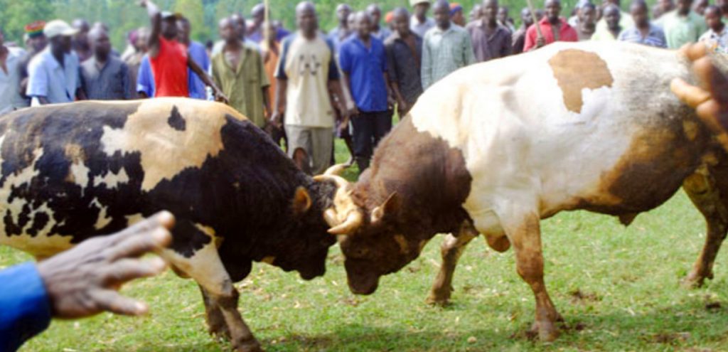 Bulls tussling it our during Mbale bull fighting ceremony