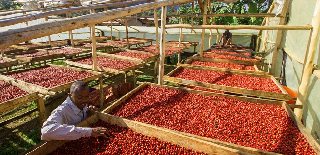 Drying coffee beans in Kapchorwa, Mount Elgon National Park