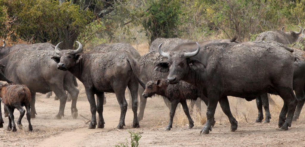 Buffaloes in Pian Upe Game reserve