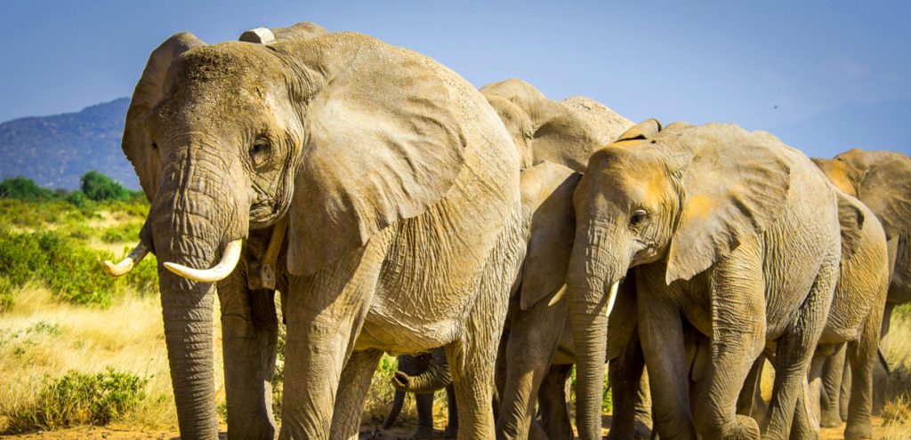 A view of some of African savannah elephants. Credit: Maranatha Tours and Travel